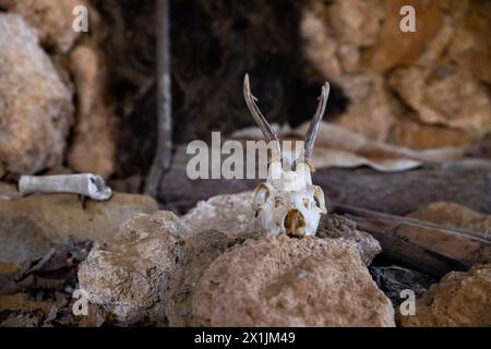 Teschio di capra all'interno di una grotta di caverna risalente all'epoca preistorica in Serbia Foto Stock