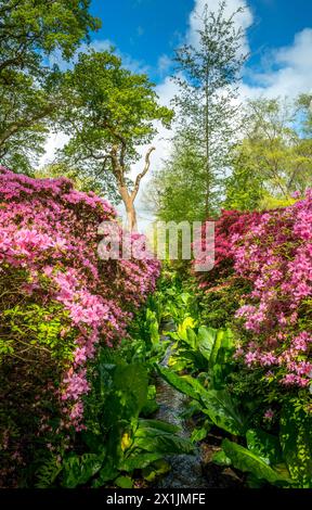 Aprile 2024 - la piantagione Isabella a Richmond Park Londra in piena fioritura con fiori azalea appesi allo stagno Foto Stock