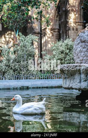 Barcellona, Spagna - 1° dicembre 20023: 13 oche bianche nella cattedrale di Barcellona nel laghetto con fontana Foto Stock