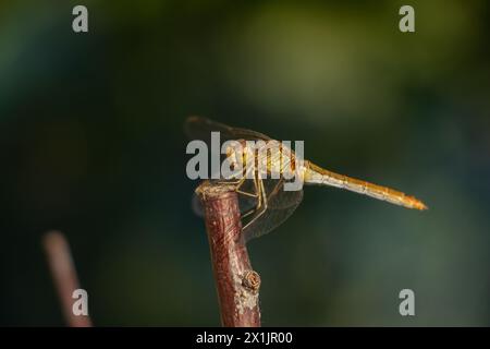 Una bellissima e fragile libellula guarda la fotocamera e sorride, primi piani Foto Stock