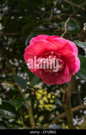 Il delicato fiore di Camelia japonica R.L.Wheeler in un giardino in Inghilterra nel Regno Unito. Foto Stock