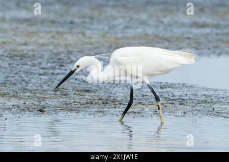 Piccola egretta, Egretta garzetta, guado in acque poco profonde, Khok Kham, Thailandia Foto Stock