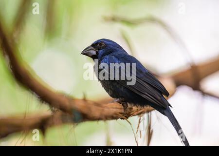 Un Ultramarine Grosbeak seduto su una filiale in uno zoo Foto Stock