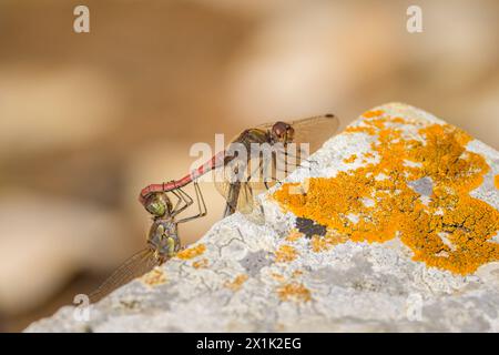 Un paio di libellule darter comuni che si accoppiano, appoggiate su una roccia Foto Stock