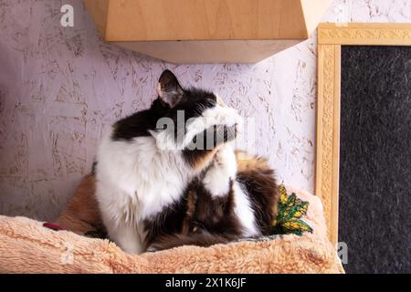 Divertente gatto tricolore a casa, ritratto da vicino Foto Stock