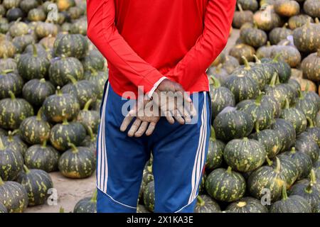 Singair, Manikganj, Bangladesh. 17 aprile 2024. Gli agricoltori vendono zucche ai grossisti di Singair upazila, distretto di Manikganj, Bangladesh. Gli agricoltori portano le zucche dai campi e le mettono in fila sul mercato per la vendita. Cento zucche sono vendute qui per 500 ($5) a 8000 ($70) bdt a seconda delle dimensioni. (Immagine di credito: © Syed Mahabubul Kader/ZUMA Press Wire) SOLO PER USO EDITORIALE! Non per USO commerciale! Foto Stock