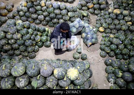 Singair, Manikganj, Bangladesh. 17 aprile 2024. Gli agricoltori vendono zucche ai grossisti di Singair upazila, distretto di Manikganj, Bangladesh. Gli agricoltori portano le zucche dai campi e le mettono in fila sul mercato per la vendita. Cento zucche sono vendute qui per 500 ($5) a 8000 ($70) bdt a seconda delle dimensioni. (Immagine di credito: © Syed Mahabubul Kader/ZUMA Press Wire) SOLO PER USO EDITORIALE! Non per USO commerciale! Foto Stock