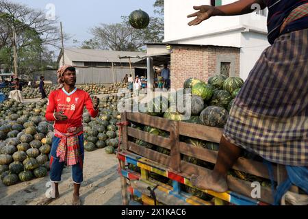 Singair, Manikganj, Bangladesh. 17 aprile 2024. Gli agricoltori vendono zucche ai grossisti di Singair upazila, distretto di Manikganj, Bangladesh. Gli agricoltori portano le zucche dai campi e le mettono in fila sul mercato per la vendita. Cento zucche sono vendute qui per 500 ($5) a 8000 ($70) bdt a seconda delle dimensioni. (Immagine di credito: © Syed Mahabubul Kader/ZUMA Press Wire) SOLO PER USO EDITORIALE! Non per USO commerciale! Foto Stock