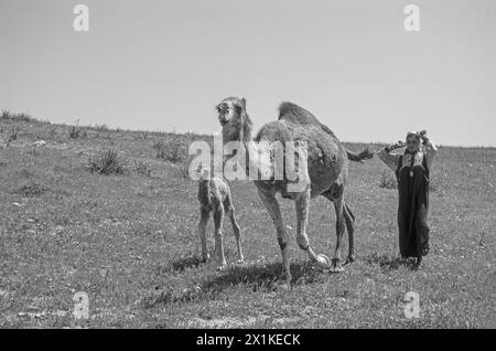La beduina cammina con una femmina di cammello e il suo bambino nel deserto Foto Stock