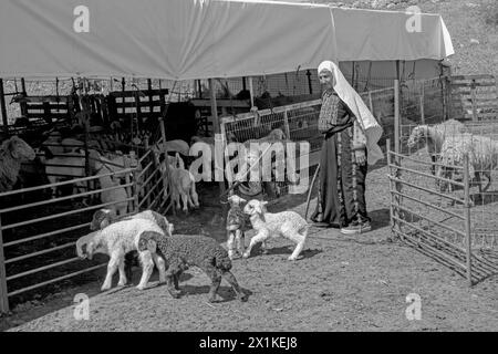 Donna beduina vicino alla penna delle pecore Foto Stock