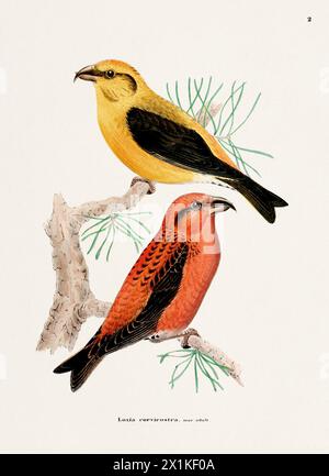 Illustrazione Finch Bird. Arte ornitologica d'epoca. CA 1878 Foto Stock