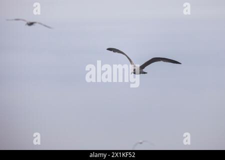 Bellissimi gabbiani in volo contro il cielo blu. Bellissimi gabbiani marini. Battito di ali. Foto Stock
