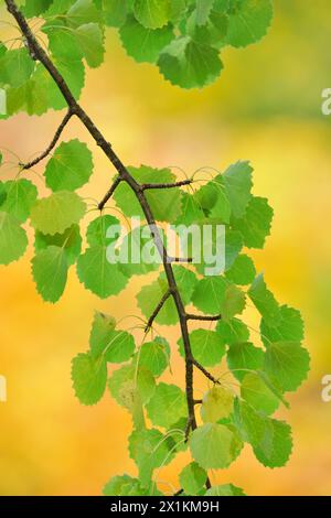 Aspen (Populus tremula) primo piano di rametti di foglie alte nell'albero maturo e sullo sfondo di betulle d'argento (Betula pendula) fuori fuoco. Foto Stock