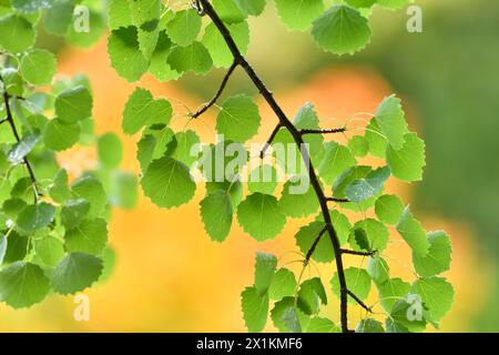 Aspen (Populus tremula) primo piano di rametti di foglie alte nell'albero maturo e sullo sfondo di betulle d'argento (Betula pendula) fuori fuoco. Foto Stock