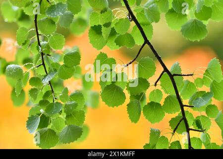 Aspen (Populus tremula) primo piano di rametti di foglie alte nell'albero maturo e sullo sfondo di betulla d'argento sfocata (Betula pendula) Foto Stock