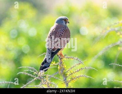 Maschio Kestrel (falco tinnunculus) arroccato su un piccolo ramo, Paphos, Cipro. Foto Stock