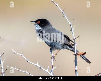 Parula sarda maschile (Curruca melanocephala) arroccata su un arbusto, Paphos, Cipro. Foto Stock