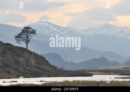 Glen Strathfarrar, Loch Beannacharan, con pino scozzese (Pinus sylvestris) sulla collina e la montagna Sgurr na Lapaich sullo sfondo, Scozia Foto Stock