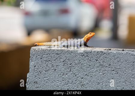 Foto di una lucertola di Peter's Rock Agama su una recinzione nel sud della Florida Foto Stock