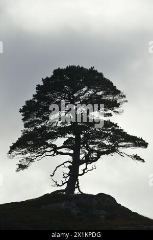 Pino scozzese (Pinus sylvestris) "pino nonna" maturo che cresce su un affioramento roccioso in cima alla collina ai margini della foresta nativa di Glen Strathfarrar, Scozia Foto Stock