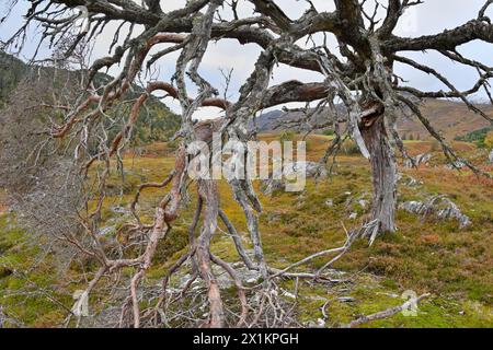 Pino scozzese (Pinus sylvestris) resti di albero maturo, Glen Strathfarrar, Inverness-shire, Scozia, ottobre Foto Stock