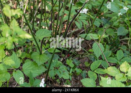 Asparagi verdi selvatici all'interno della scopa del macellaio in una foresta di pianura. Stagione degli asparagi. Foto Stock