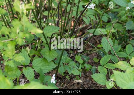 Asparagi verdi selvatici all'interno della scopa del macellaio in una foresta di pianura. Stagione degli asparagi. Foto Stock