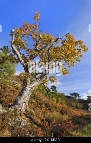 Quercia sessile (Quercus petraea) albero maturo nei colori autunnali, Glen Strathfarrar, Inverness-shire, Scozia, ottobre Foto Stock