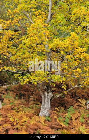 Quercia sessile (Quercus petraea) albero maturo nei colori autunnali, Glen Strathfarrar, Inverness-shire, Scozia, ottobre Foto Stock