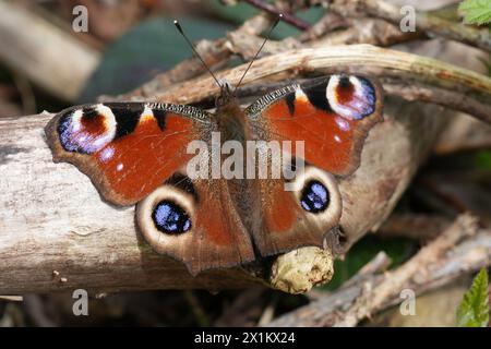 Primo piano naturale su una farfalla di pavone, Inachis io che emerge dal suo sonno invernale , riscaldandosi a terra con le ali spalmate Foto Stock