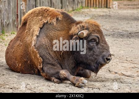 Un'immagine del bisonte animale degli artiodattili si trova in un recinto dello zoo Foto Stock