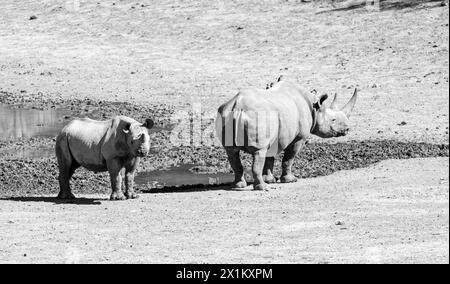 ABlack Rhino madre e vitello nella savana dell'Africa meridionale Foto Stock