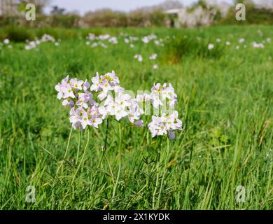 Lady's Smock o Cuckoo Flower Cardamine pratensis che fiorisce in un prato umido del Somerset all'inizio della primavera Foto Stock