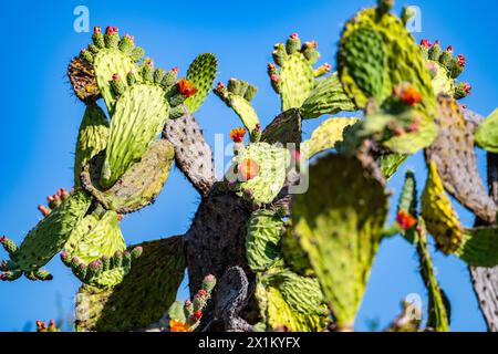 Un colibrì che si nutre dei fiori colorati del cantus gigante di Opuntia. Oaxaca, Messico. Foto Stock
