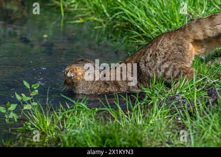 Caccia gatto selvatico europeo / gatto selvatico (Felis silvestris silvestris) saltando nell'acqua dello stagno per catturare pesci / rana Foto Stock