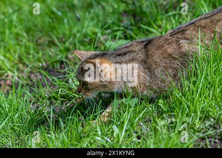 Caccia al gatto selvatico europeo / gatto selvatico (Felis silvestris silvestris) che insegue prede di topo nei prati/prati Foto Stock