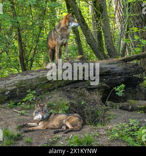 Due lupi eurasiatici / coppia di lupi grigi (Canis lupus lupus) che riposano a den nella foresta Foto Stock