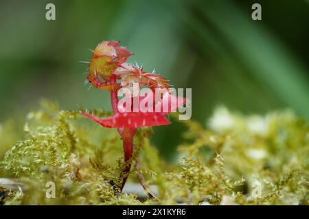 Macro, primo piano di Una pianta rossa con spine sulle sue foglie che crescono a Moss, New Forest UK Foto Stock