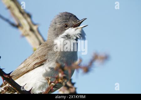 Primo piano di Un piccolo Whitethroat, Sylvia Curruca, che canta dalla cima di Un Bush. Stanpit Marsh, Regno Unito Foto Stock