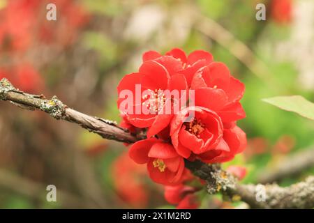 Chaenomeles japonica. Fiori rossi su un ramo di cespuglio. Chaenomeles fiorisce in primavera. Fiori con messa a fuoco selettiva, natura, dettagli Foto Stock