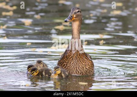 Gallina di maiard con anatroccoli (Anas platyrhynchos), prima nuotata con i neonati Foto Stock