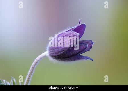 Pulsatilla sp in piena fioritura, messa a fuoco. Foto Stock