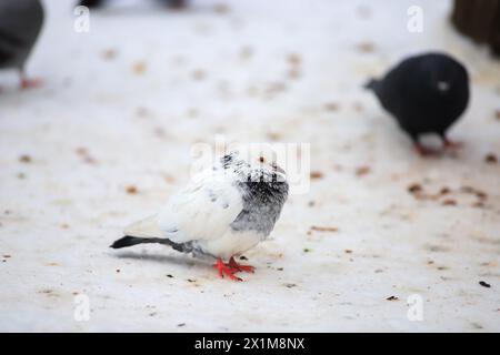Un piccione bianco si siede sulla neve al freddo Foto Stock