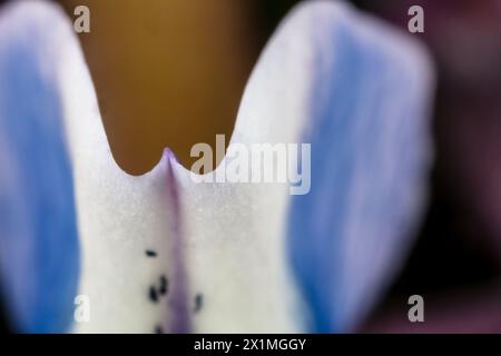 Lupinus perennis (anche lupino perenne selvatico, lupino selvatico, lupino solare, lupino blu, barbabietola indiana, o vecchi cofanetti delle cameriere) 21 maggio 2023 Foto Stock