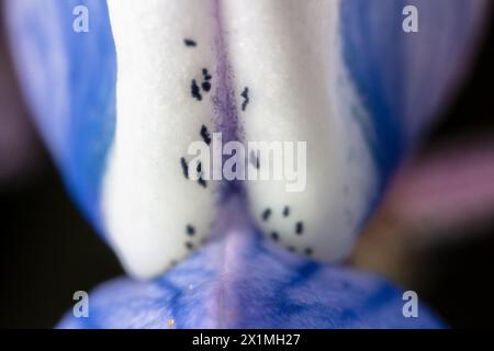 Lupinus perennis (anche lupino perenne selvatico, lupino selvatico, lupino solare, lupino blu, barbabietola indiana, o vecchi cofanetti delle cameriere) 21 maggio 2023 Foto Stock