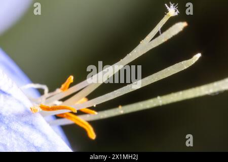 Lupinus perennis (anche lupino perenne selvatico, lupino selvatico, lupino solare, lupino blu, barbabietola indiana, o vecchi cofanetti delle cameriere) 21 maggio 2023 Foto Stock