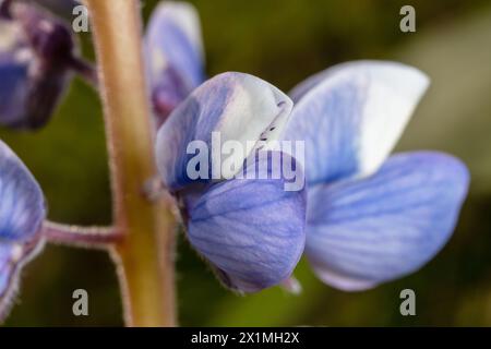 Lupinus perennis (anche lupino perenne selvatico, lupino selvatico, lupino solare, lupino blu, barbabietola indiana, o vecchi cofanetti delle cameriere) 21 maggio 2023 Foto Stock