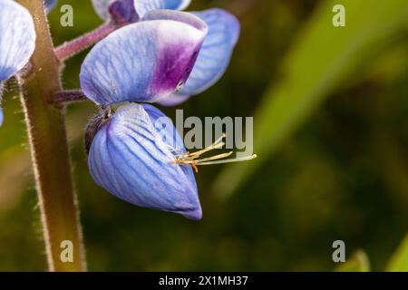 Lupinus perennis (anche lupino perenne selvatico, lupino selvatico, lupino solare, lupino blu, barbabietola indiana, o vecchi cofanetti delle cameriere) 21 maggio 2023 Foto Stock