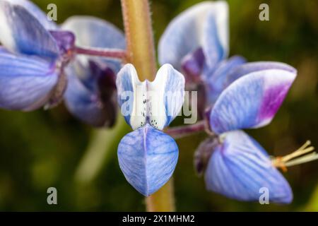 Lupinus perennis (anche lupino perenne selvatico, lupino selvatico, lupino solare, lupino blu, barbabietola indiana, o vecchi cofanetti delle cameriere) 21 maggio 2023 Foto Stock