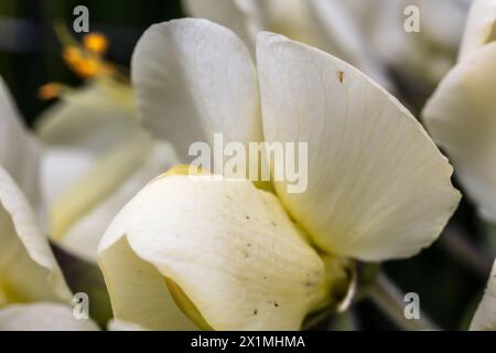 Indaco selvatico crema (Baptisia bracteata) Foto Stock